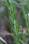 Field pepperweed